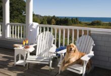 Best Pet-Friendly Hotels Near You: Find The Perfect Stay For You And Your Furry Friend